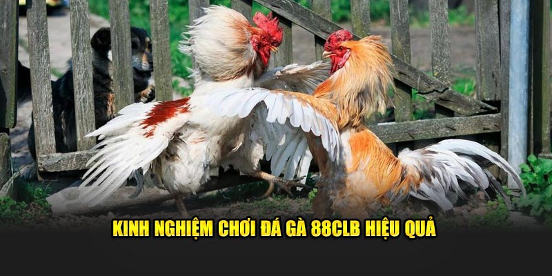 Kinh nghiệm cùng các kỹ thuật chơi đá gà 88CLB hiệu quả