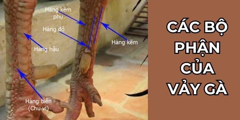 Các bộ phận của vảy gà