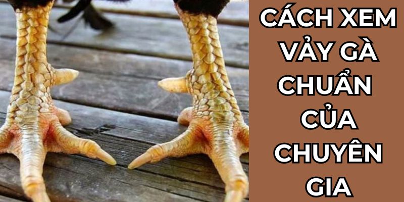 Cách xem vảy gà của chuyên gia