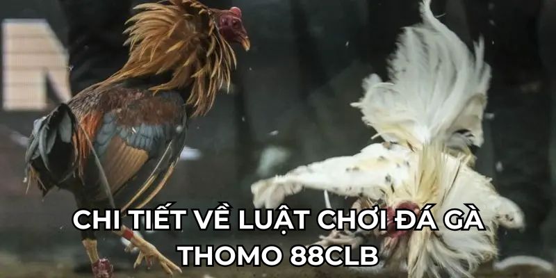 Chi tiết về luật chơi đá gà thomo 88clb