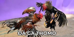 Đá Gà Thomo 88CLB - Siêu Phẩm Đối Kháng Kiếm Tiền Thật