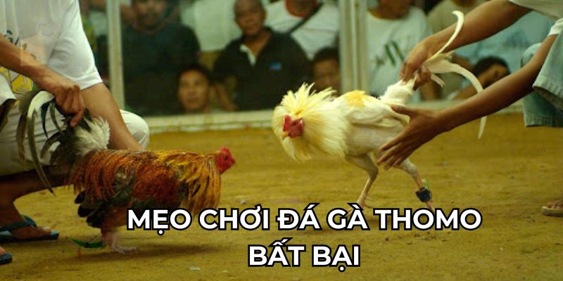 Mẹo chơi đá gà thomo 88clb bất bại