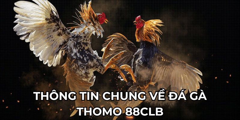 Thông tin chung về đá gà thomo 88clb